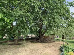 permaculture-arbre