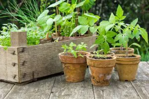 plantes-potagères-balcon