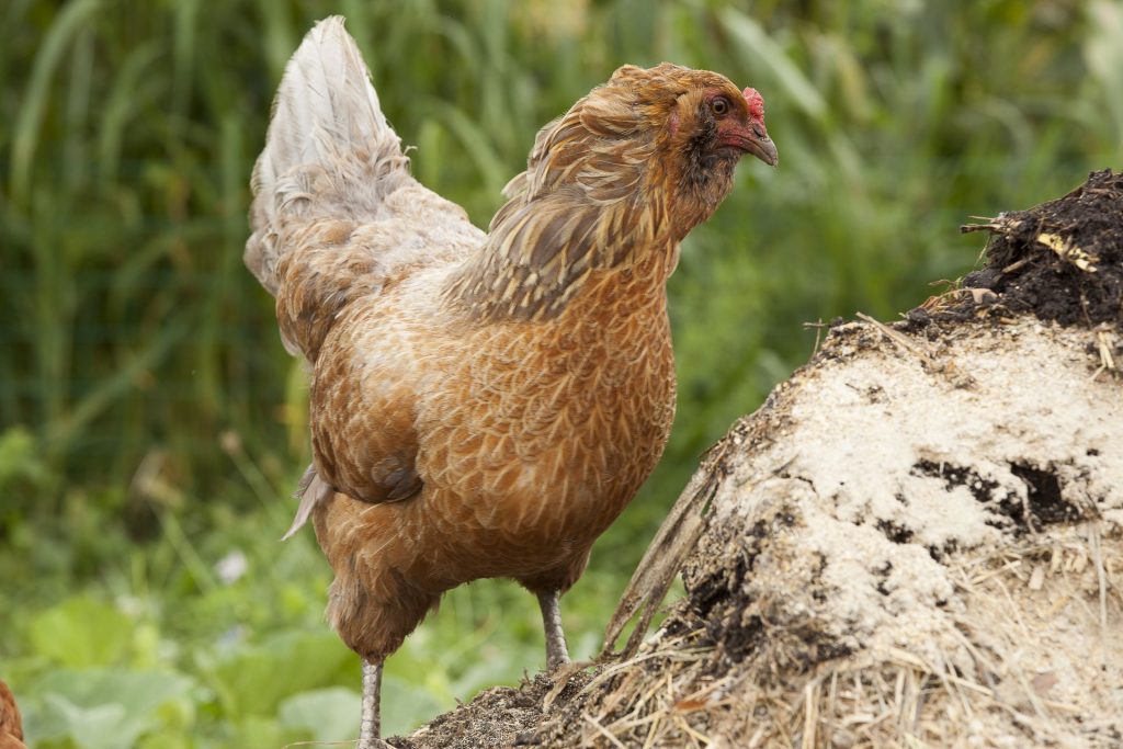 poule-compost