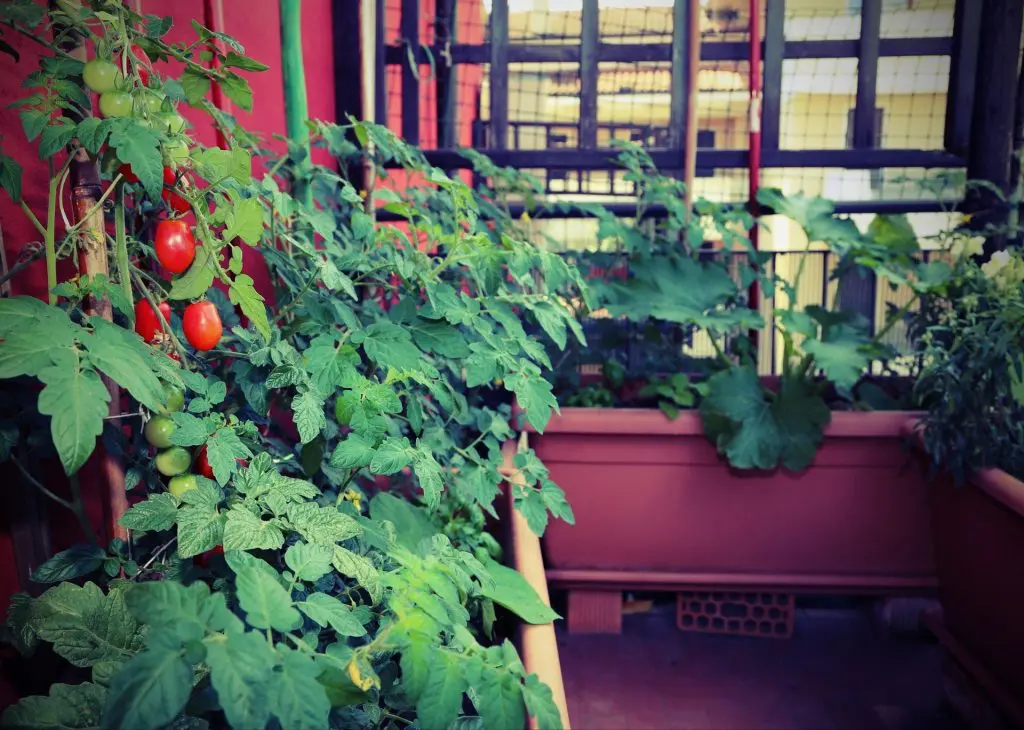 tomates-balcon