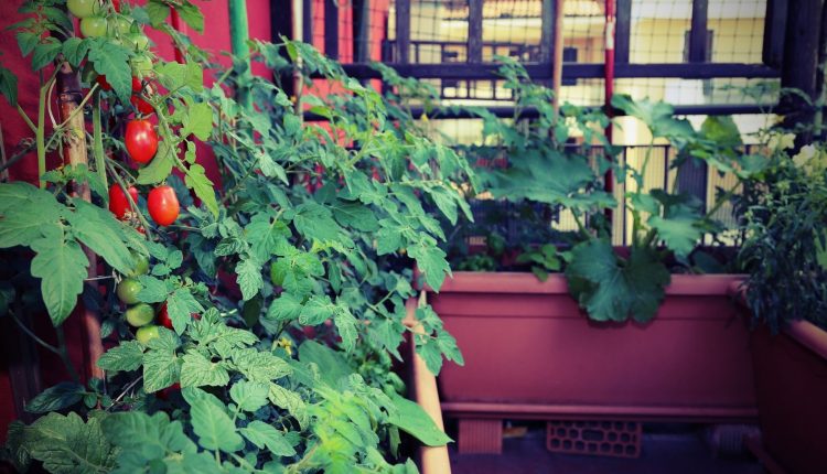 tomates-balcon