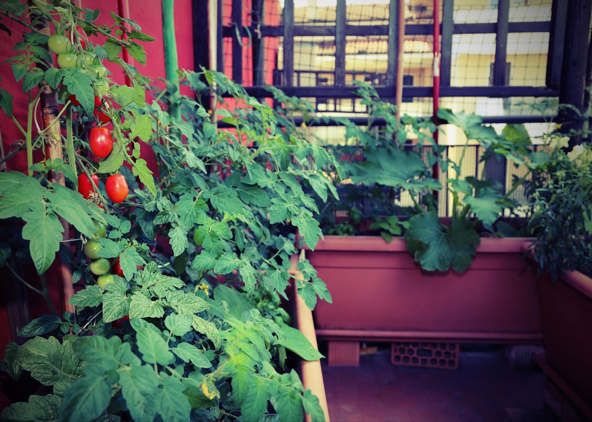 tomates-balcon
