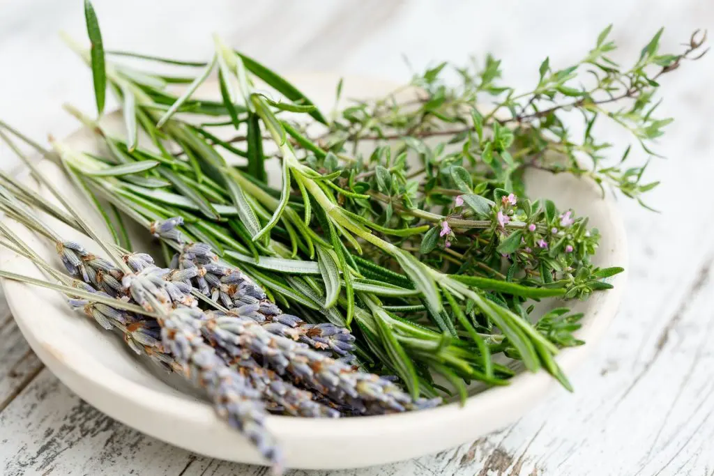 parfums-herbes-aromatiques