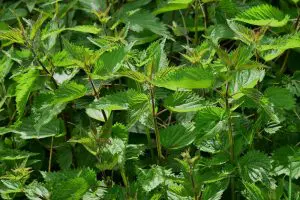 Les purins pour potager : Orties, consoudes, fougères et prêles, etc purin-orties