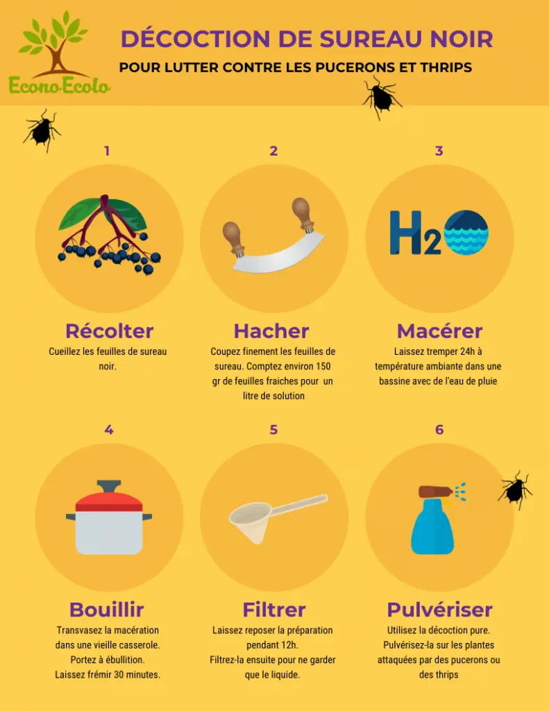Les purins pour potager : Orties, consoudes, fougères et prêles, etc purin-sureau