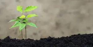 litchi-plante