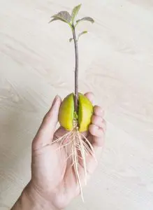 noyau-avocat-germination