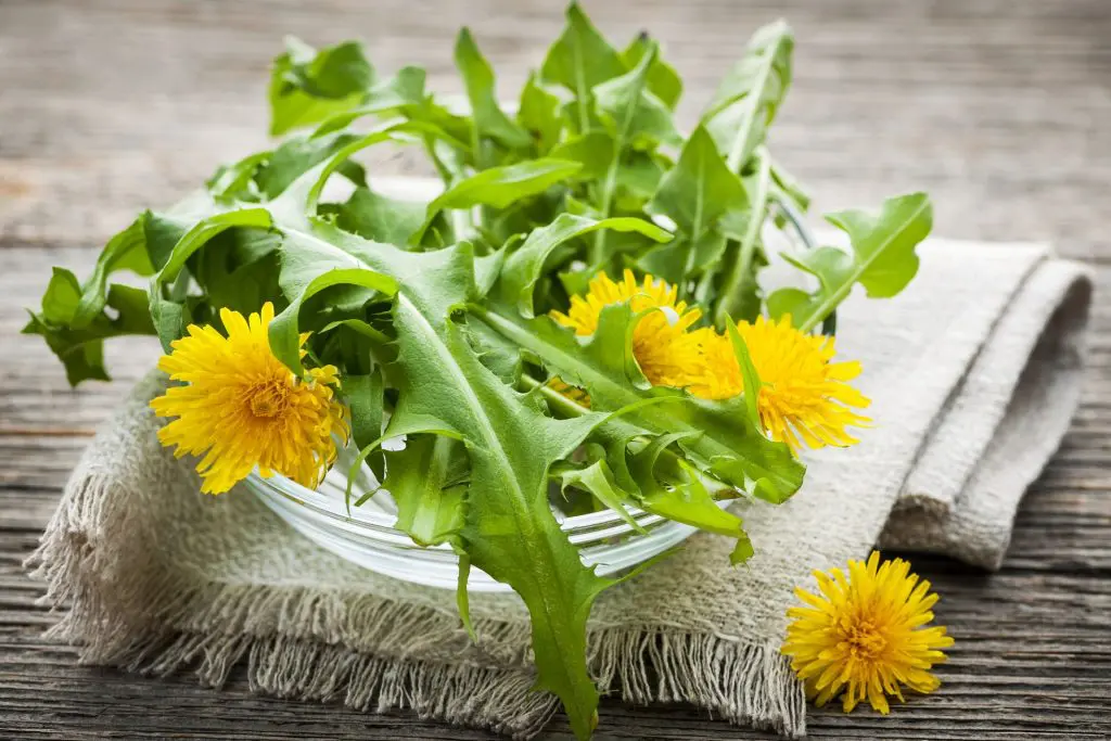 pissenlit-salade