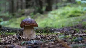 bolet-saprophyte