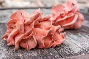 culture-pleurotes-roses