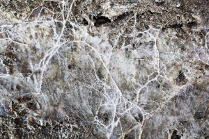 mycelium-culture-champignon