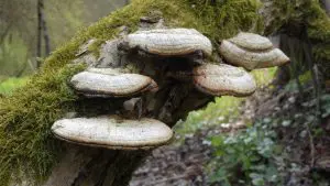 polypore-champignon-parasite