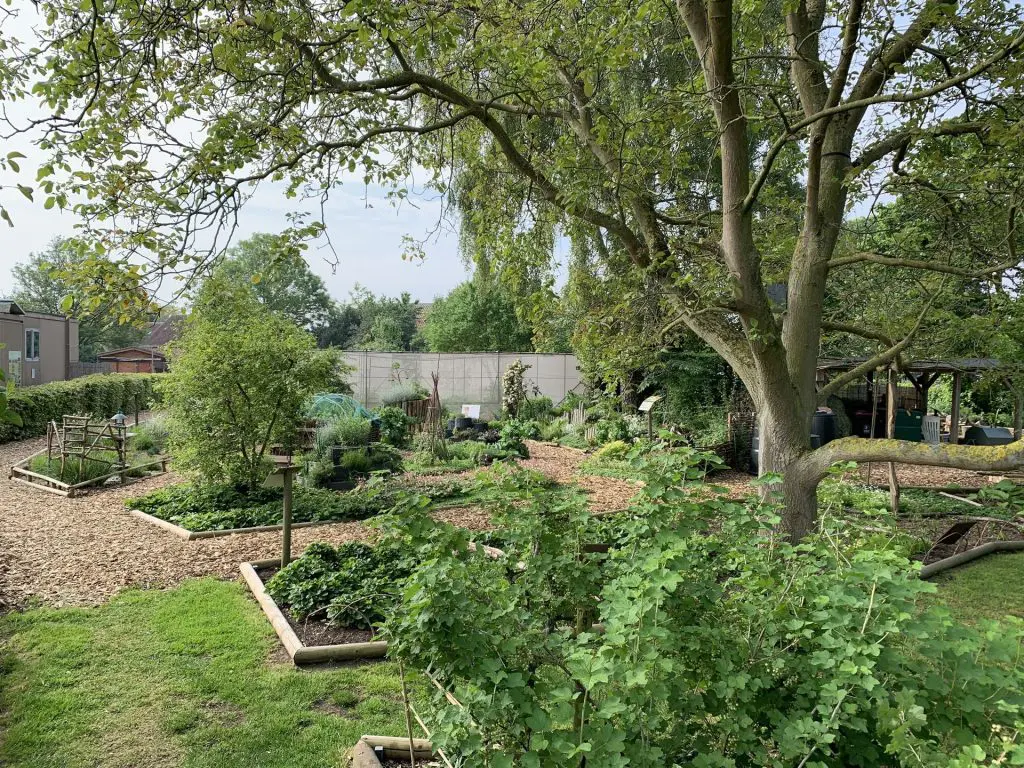 paillage-jardin