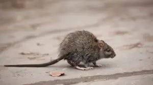 rat-jardin-eloigner