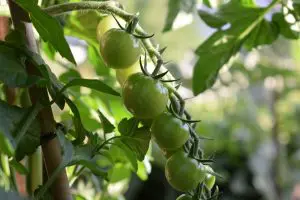 patio-permaculture