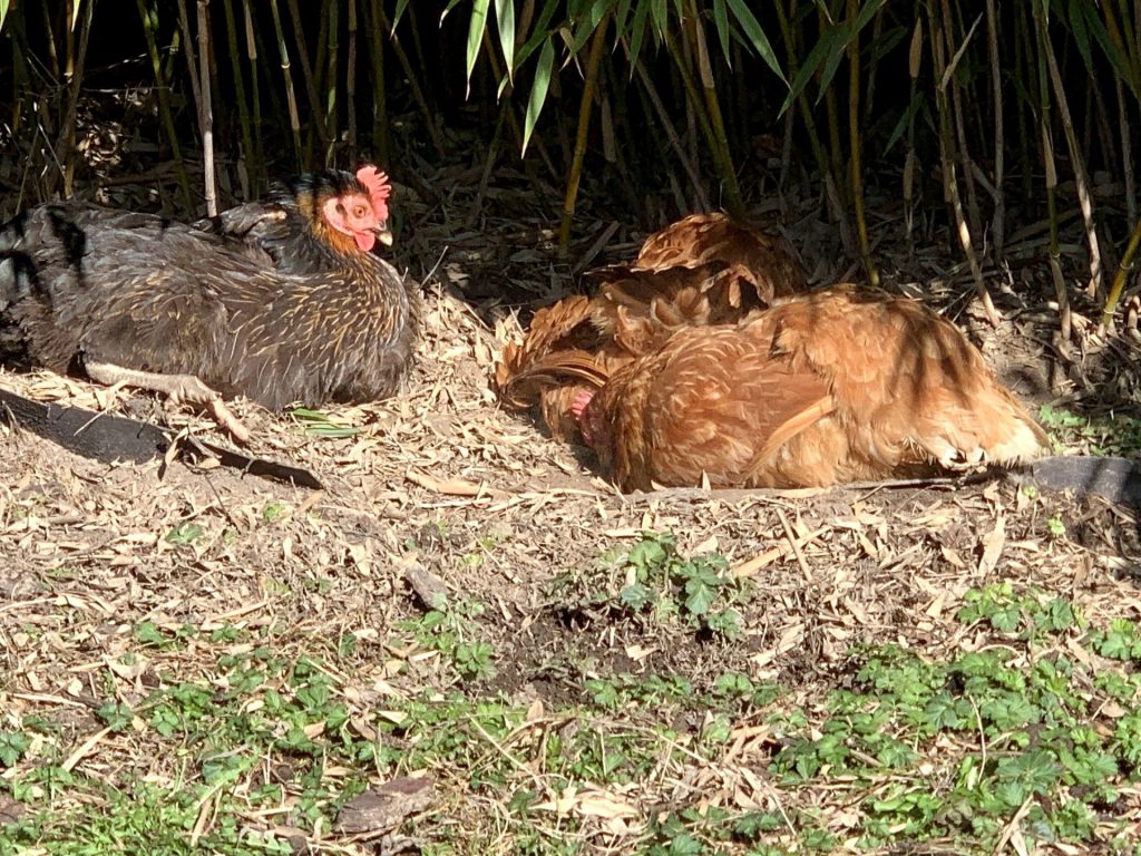 bain-poussieres-poules
