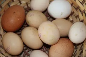 couleur-coquille-oeuf