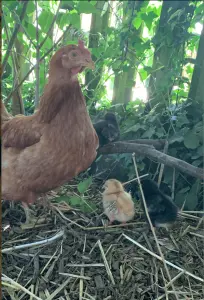 poule-poussin