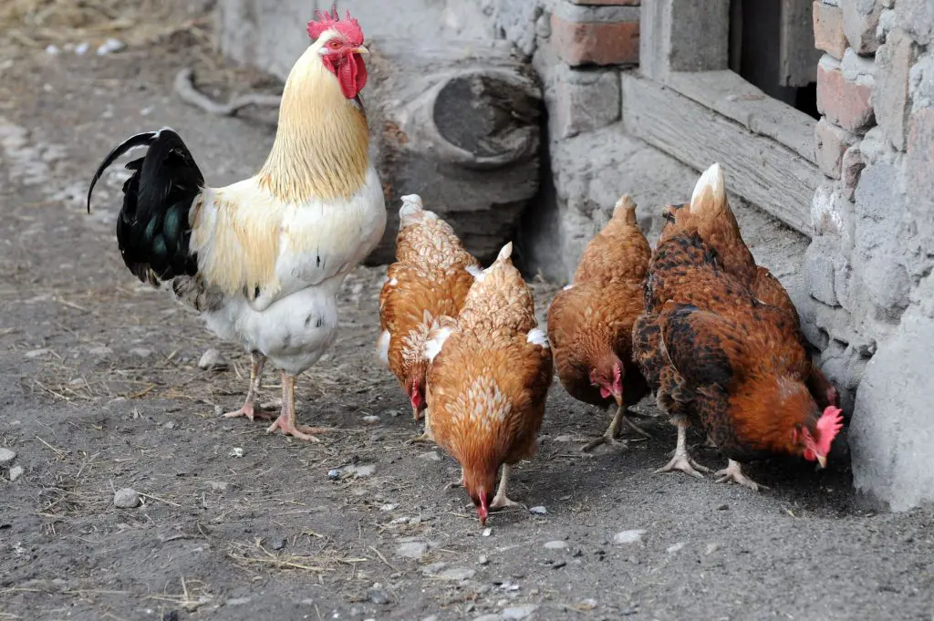 poules-maladies-prevention