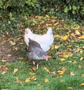 poules-parcours-exterieur