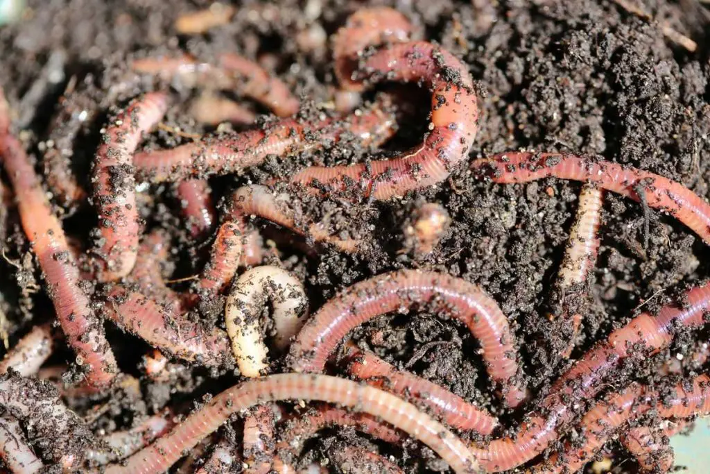 biodynamie