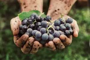biodynamie-viticulture