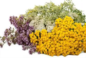 plantes-medicinales
