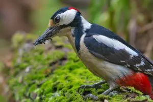 fourmi-predateur-jardin