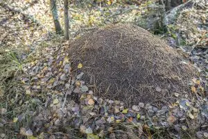 fourmis-nids