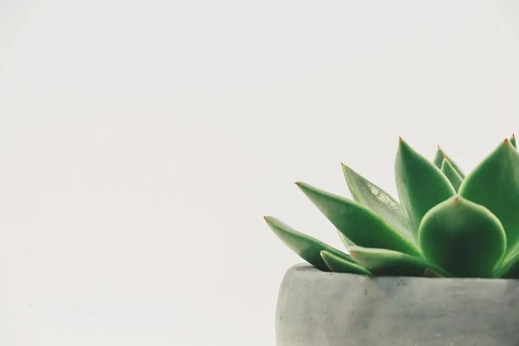 minimalisme