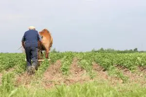 slow-food-environnement