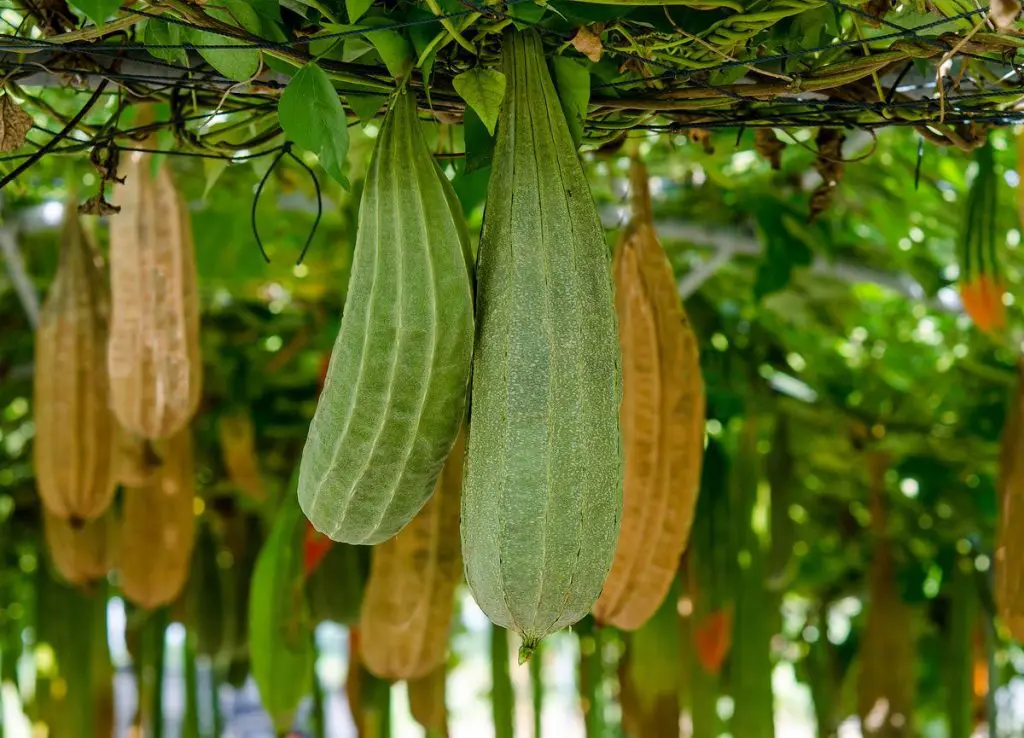 eponge-vegetale-courge