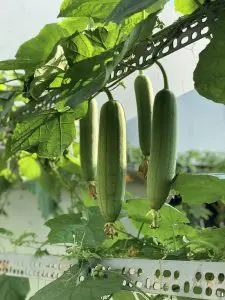 loufah-plantation