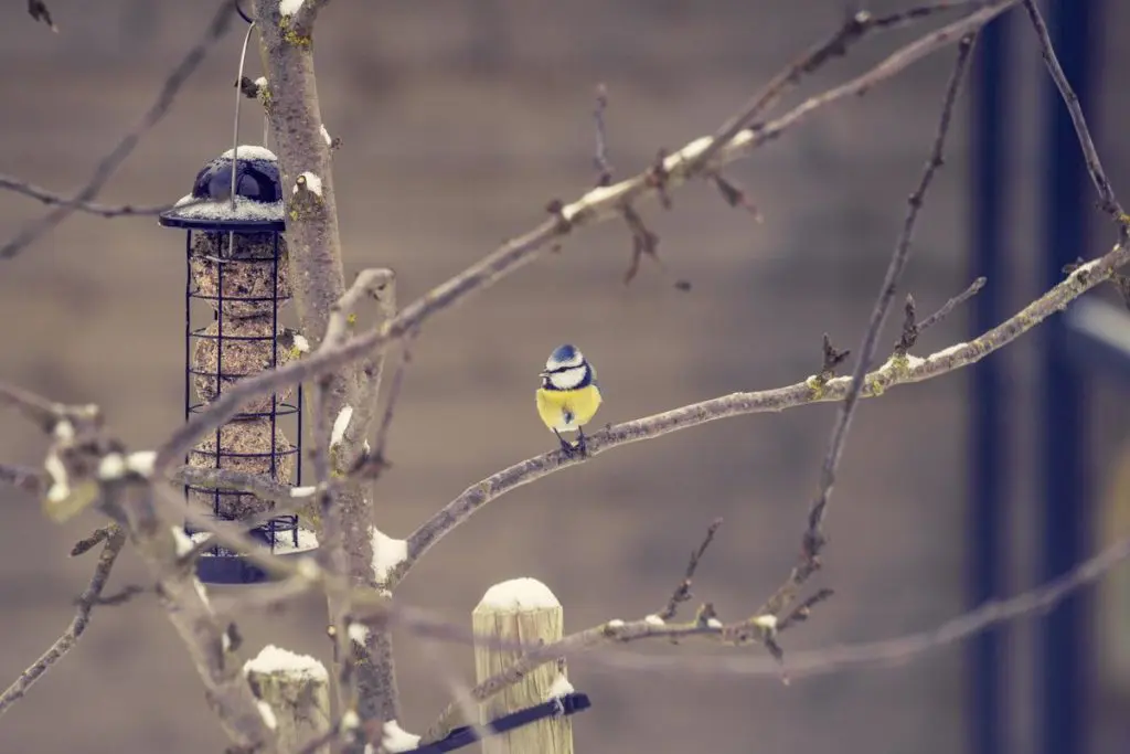 mangeoire-oiseau