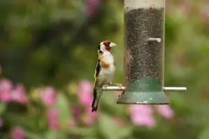 mangeoire-oiseau-chardonneret
