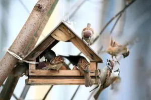mangeoire-oiseau-especes