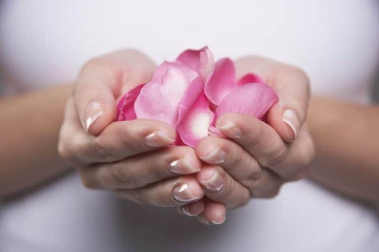 L’eau de rose maison, ses usages et sa fabrication