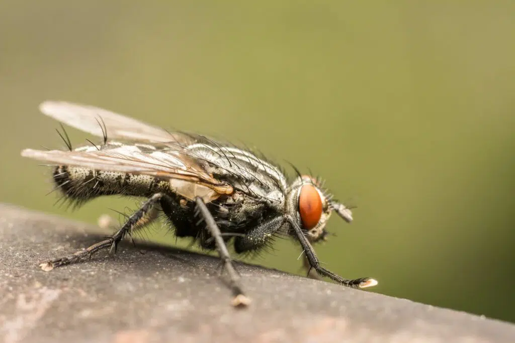 anti-mouche-naturel