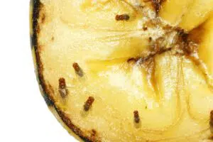 anti-mouche-vinaigre