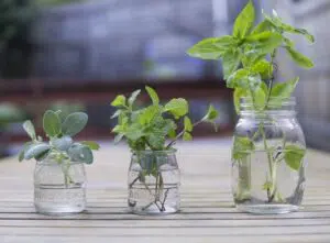 Comment éloigner les mouches et fabriquer son anti-mouche naturel plante-anti-mouche