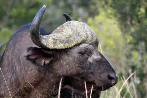 Corne de buffle