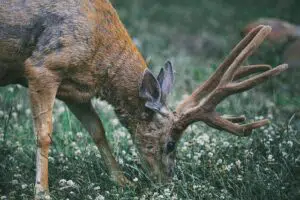 bois de cerf